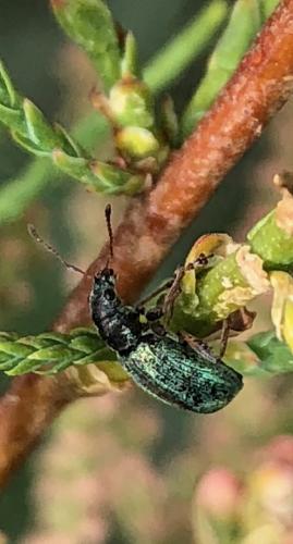 Polydrusus pulchellus